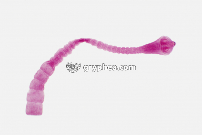 Taenia - ver parasite - Scolex (Taenia caninum) x7 - gryphea.com